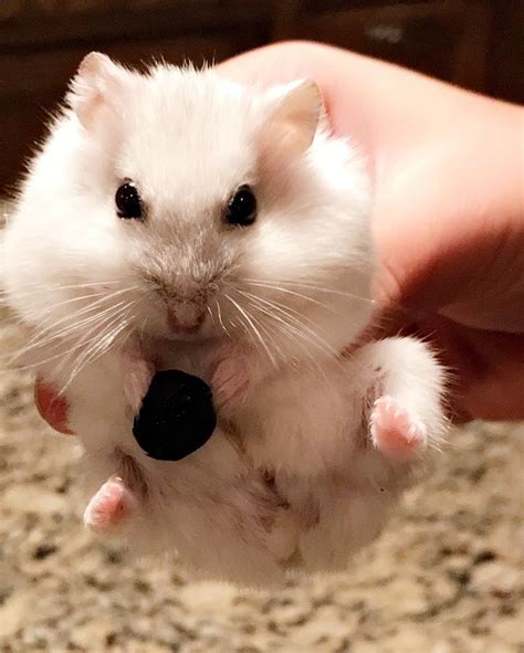 Best Of The Best Pets Hamster Animals