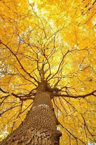 bbygurl36 in 2020 | Beautiful tree, Yellow aesthetic, Autumn trees
