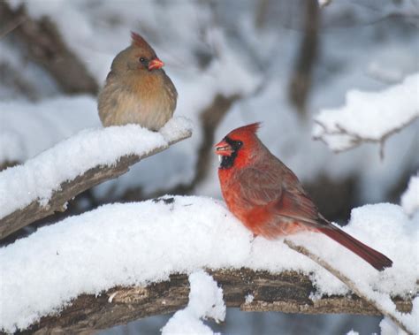 Northern Cardinal Pair 4284 2 Photograph By Michael Peychich