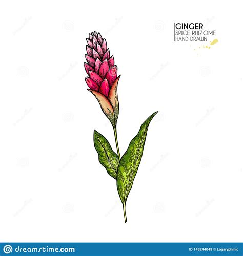 Hand Drawn Ginger Flower Vector Colored Engraved