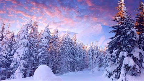 Winter Wonderland Wallpaper ·① Download Free Stunning Wallpapers For