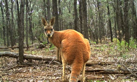 Yes Kangaroos Are Endangered But Not The Species You Think