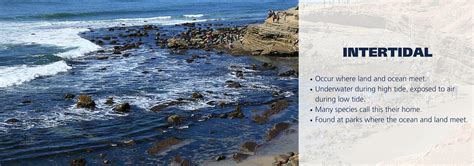 10 How Do Tides Affect The Organisms Living In Intertidal Zones Ideas