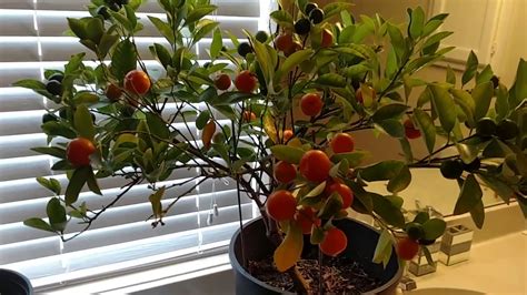 My Indoor Orange Tree Update Youtube