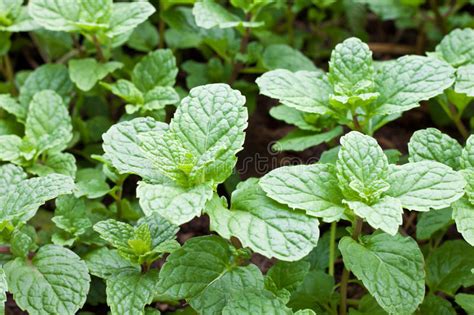 Fresh Mint Stock Image Image Of Natural Plant Herb Aromatic 850737