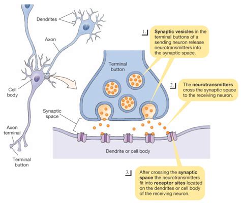 How Do Nerve Impulses Travel From One Neuron To Another Travel Poin