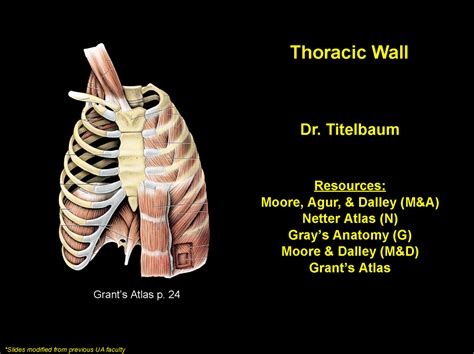 Lab 1 Thoracic Wall Slides Nau Asu 2021 Thoracic Wall Dr Titelbaum