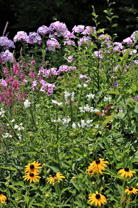 Summer Flowers Variety Free Stock Photo Public Domain Pictures