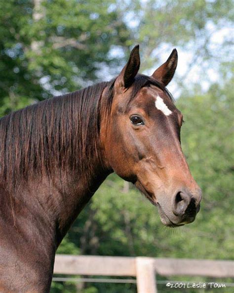 Rocky Mountain Kentucky Mountain Saddle Horse