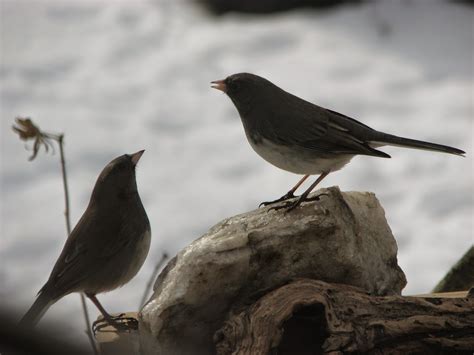 South Burlington Birds Dark Eyed Junco Photos South Burlington