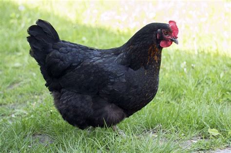 Black Sex Link Black Star Chicken Facts Uses Origins