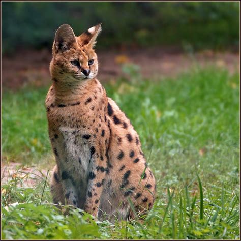 Serval An African Wild Cat The Serval Leptailurus