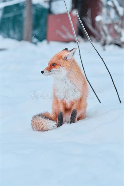 Red Fox Sitting In Snow Stock Image Image Of Paws Frozen 164217665