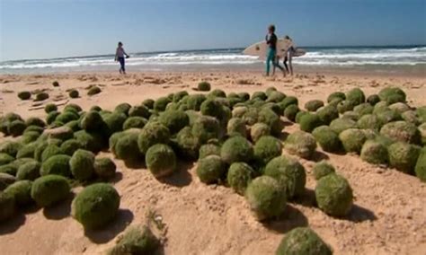 Mystery Green Balls Wash Up On Sydney Beach Video Report Australia