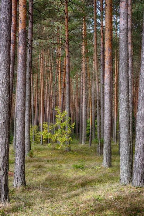 Beautiful Nature Landscape Of Pine Forest Stock Image Image Of Pine
