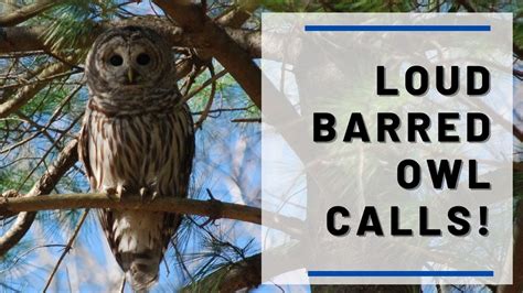 Loud Barred Owl Calls Between Male And Female Youtube