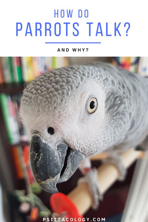 How Do Parrots Talk And Why Psittacology