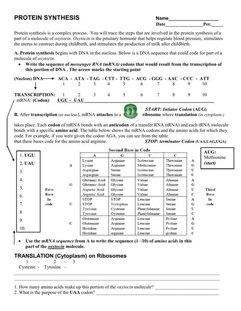 (best writing skills) transcription is taking place inside area a. Trna And Mrna Transcription Worksheet With Answer Key : Which bases are found in rna?