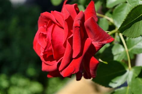 Free Picture Gardening Red Roses Spring Time Nature Shrub Flower