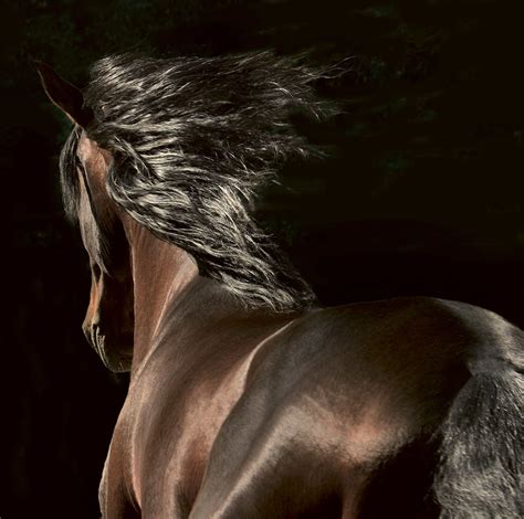 10 Powerful Action Photos Of Horses From Around The World Wanderlust