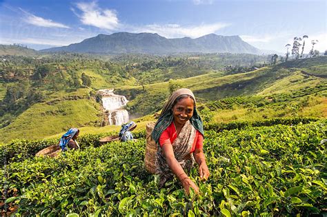 Sri Lanka The Hill Country Nuwara Eliya Tea Plantation Woman