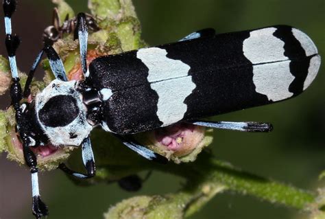 wild utah   utah beetles blue  black striped beetle