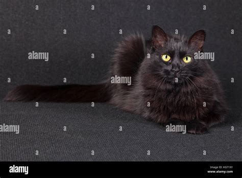 A Cute Black Cat With Green Eyes Is Lying On Hi Res Stock Photography