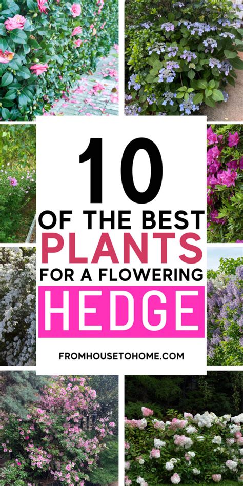 Flowering Hedge Plants 10 Of The Best Bushes For Hedges