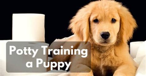 Potty training a puppy is a little trickier when you have an apartment, since you can't install a doggie door or easily let your furry companion outside. How to Potty Train a Puppy in an Apartment - (Quickly Ways ...