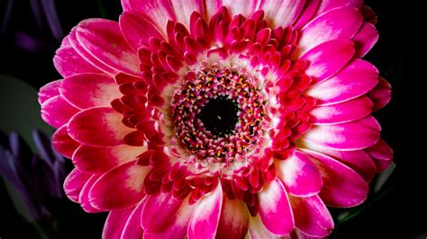 Download Wallpaper 2048x1152 Gerbera Petals Flower Pink Macro