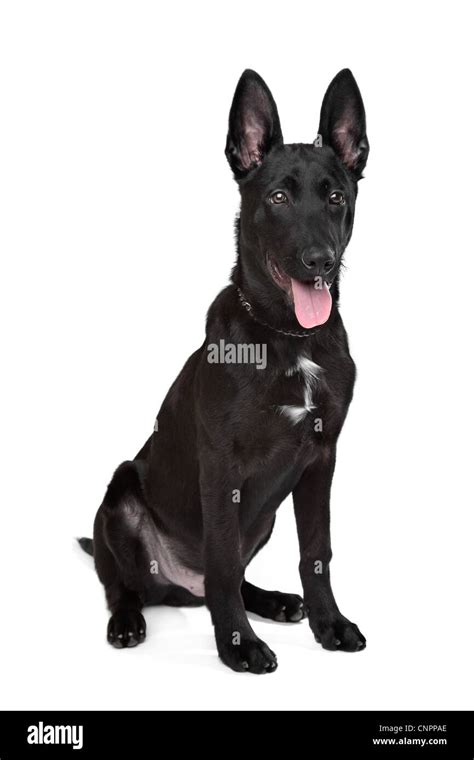 Black German Shepherd Puppy In Front Of A White Background Stock Photo