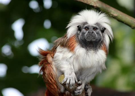 60 Of Primate Species Now Threatened With Extinction Says Major New Study