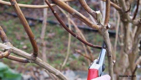 Winter Pruning The Garden Websitecom