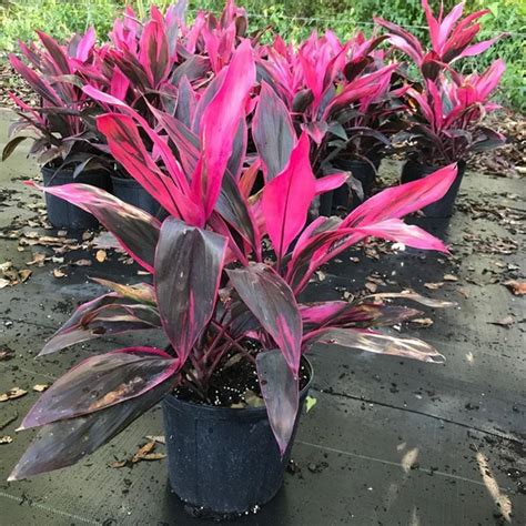 Red Plants That Grow In Florida Okejely Garden Plant