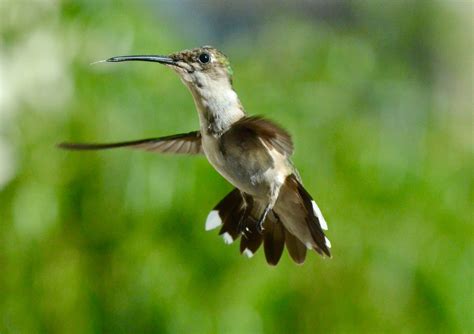 Brown Hummingbird Flying · Free Stock Photo