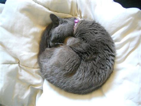 Get paid for your art. Sunday Snuggles: Does Your Cat Sleep a Perfect Circle ...