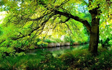 Tree Branch Over Forest River Hd Wallpaper Background Image
