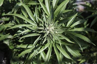 Marijuana Prohibition Cannabis Onset Duration Costs Seedsman