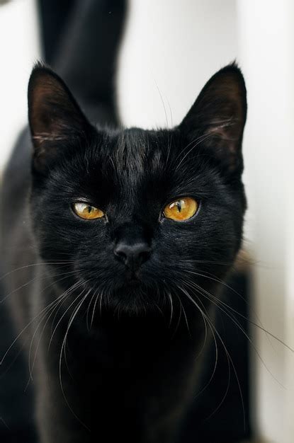 Free Photo Black Cat With Yellow Eyes Looking At The Camera With A