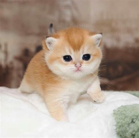 What Is The Cutest Cat In The World Here Are The 20 Cutest Cat Breeds