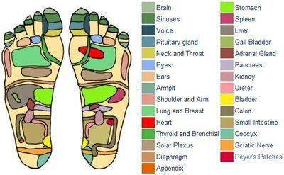 And the kun lun in the hollow between the highest point of the bony bump outside of your ankle and your achilles tendon. Printable Reflexology Foot Chart Showing Pressure Points ...