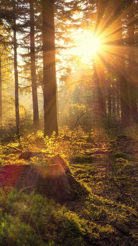 Germany Forest With Trees And Sunbeam 4k Hd Nature Wallpapers Hd