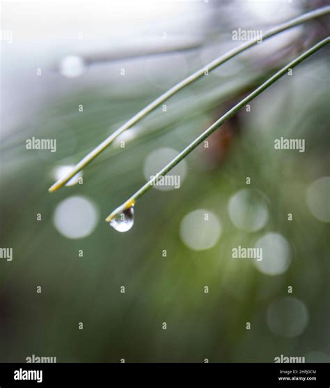 Water Droplets On Pine Needle Stock Photo Alamy