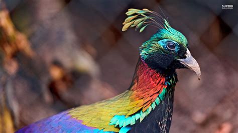 Top5 Most Beautiful Birds In India