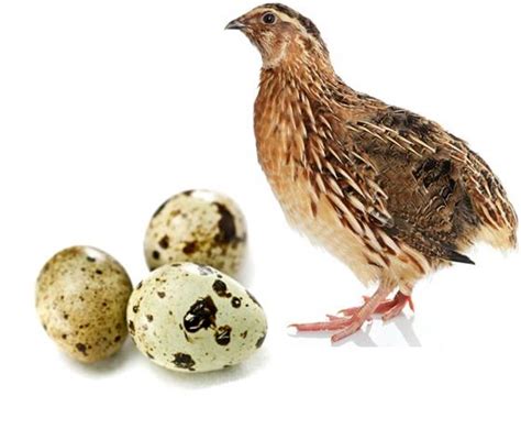 Affordable and search from millions of royalty free images, photos and vectors. Quail Eggs and their Unique Health Benefits