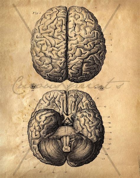 Vintage Brain Print Brain Poster Brain Anatomy Scientific Illustration