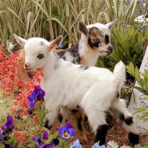Pin By Pinner On A E S T H E T I C Cute Animals Cute Goats Animals