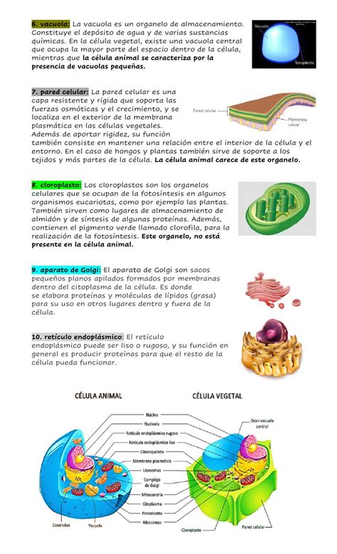 La Celula Eucariota Partes Abc Fichas Images