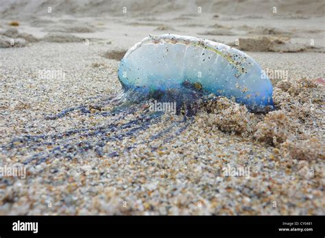 A Dead Jellyfish Lying On The Beach West Palm Beach Florida Usa