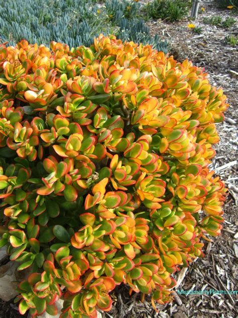 Crassula Ovata Hummel S Sunset Miss Smarty Plants